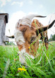 Portrait of goat eating grass on Masuria region in Poland