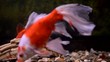 Godlfish close up
