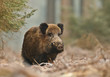 Wild boar in Bavarian forest