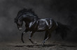 Photo: Galloping black horse on dark background Galloping black horse on dark background