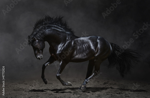 Fototapeta Galloping black horse on dark background