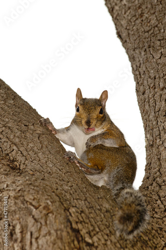 Photo: A squirrel looking at you sitting on a tree with pink tongue A squirrel looking at you sitting on a tree with pink tongue