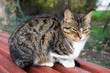 Closeup of cat