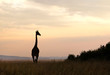 Photo: Silhouette of Giraffe in Serengeti National Park Silhouette of Giraffe in Serengeti National Park