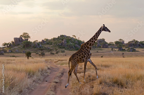 Photo: Giraffe crossing the road in Serengeti National Park Giraffe crossing the road in Serengeti National Park