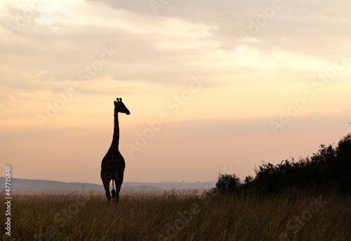 Photo: Silhouette of Giraffe in Serengeti National Park Silhouette of Giraffe in Serengeti National Park