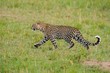 Leopardo