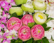 Lotus Flowers.
