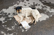 Stray dog resting on the ground. Text in Russian: I badly want t