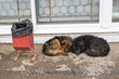 Stray dogs sleeping on the ground