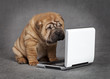 Shar-Pei puppy dog with DVD player