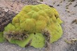 Photo: Yareta - Plantes de l'Altiplano Bolivie Yareta - Plantes de l'Altiplano Bolivie