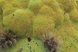 Photo: Yareta - Plantes de l'Altiplano Bolivie Yareta - Plantes de l'Altiplano Bolivie