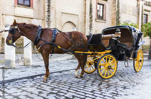 Photo: horse horse