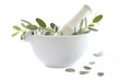 Eucalyptus - Plante médicinale