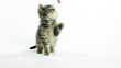 Cute pet baby tabby kittens playing and having fun 