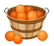 Wooden basket with oranges. Vector illustration.