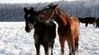 Pferde im Schnee