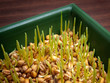 Wheat sprouts