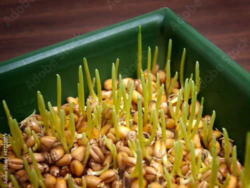 Photo: Wheat sprouts Wheat sprouts