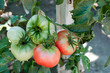 Photo: Tomatoes Tomatoes