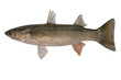 Foto: Liza haematocheilus, Redlip mullet, Liza haematocheilus, Redlip mullet,