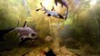 Sutchi catfish and spanner barb