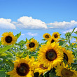 Farben des Sommers
