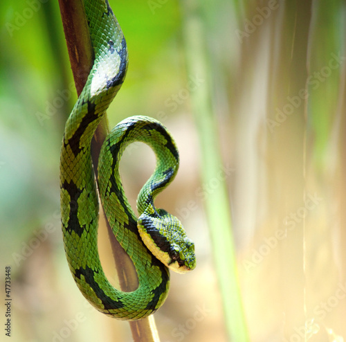 Photo: Snake Snake