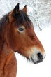 Kaltblutwallach im Schnee