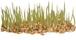germination of wheat isolated on white