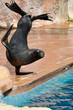 Foto: Sea Lion in a marine show Sea Lion in a marine show
