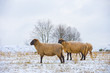 Photo: sheep in snow sheep in snow