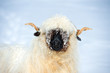 Welsh Blacknose- Sheep in snow