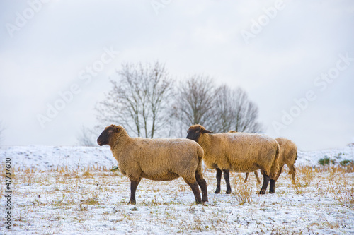 Photo: sheep in snow sheep in snow