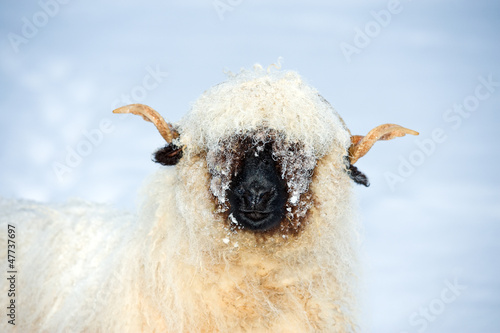 Photo: Welsh Blacknose- Sheep in snow Welsh Blacknose- Sheep in snow