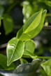 Tee Plantage Kamerun