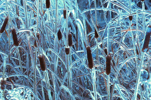 Photo: Ice covered reeds Ice covered reeds