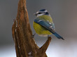 Common Blue Tit, Blue Tit, blue tit, tits Cyanistes
