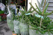 sapins de Noël en vente chez un fleuriste