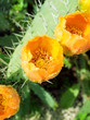 Flowers of Prickly pear plant (cactus) or Paddle  after rain