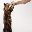 pedigree cat