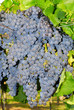 Grapes in a vineyard in Italy