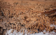 texture of wood with wood worm holes