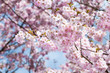 Blühende Japanische Kirsche (Prunus serrulata)