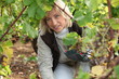 picking grapes