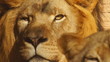 African Lion