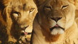African Lion Pair