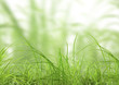 herbes