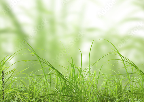 Photo: herbes herbes